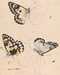 Papillon blanc des bois, Delias aganippe